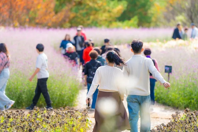 보랏빛 마편초 꽃밭 사이 산책로를 걷는 방문객들의 뒷모습, 단풍이 물든 나무를 배경으로