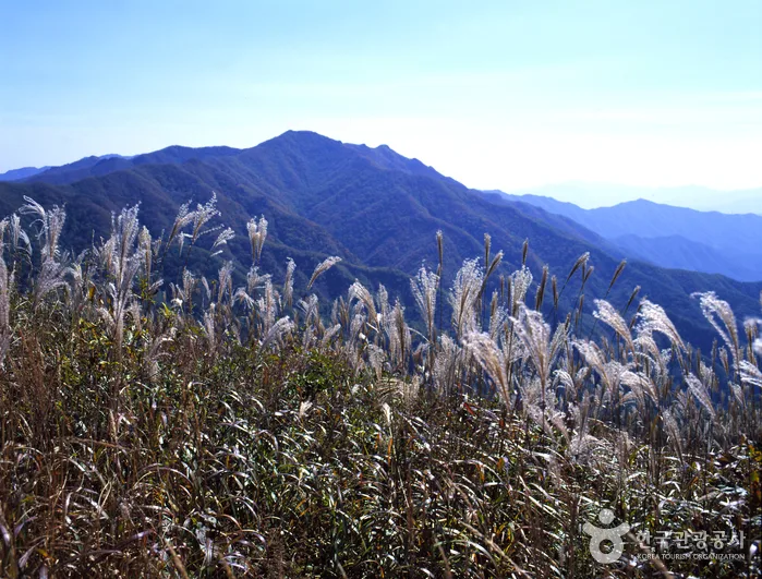 푸른 산 능선을 배경으로 은빛 억새가 가득한 풍경