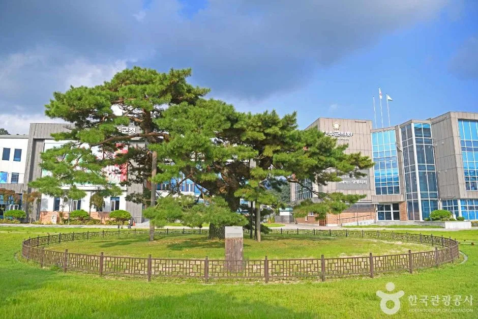 넓게 가지를 뻗은 오래된 소나무와 울타리