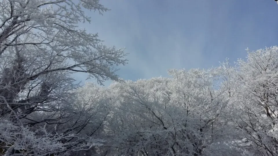 상고대 덮인 숲