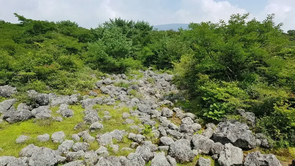 1100고지 습지 여름