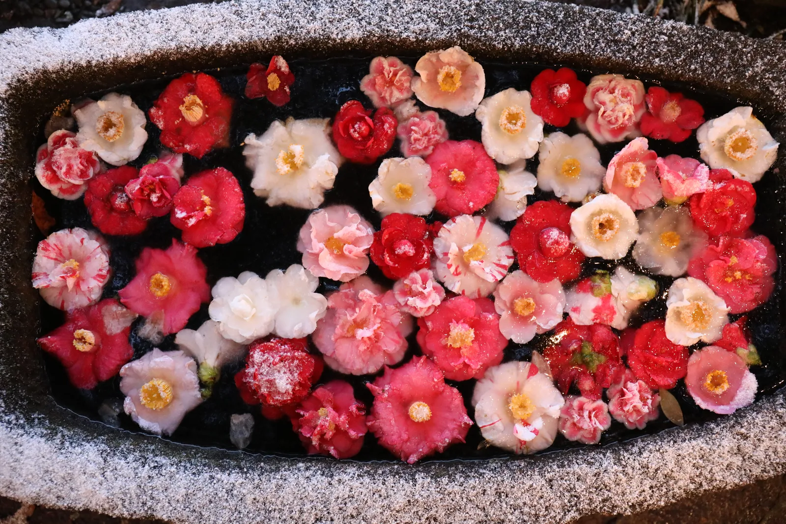 카멜리아힐에서 겨울철 서리 내린 돌 수반에 붉은색·흰색·분홍색 동백꽃을 띄워 놓은 모습