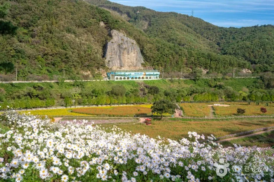 푸른 산과 큰 바위 절벽을 배경으로 하얀 구절초가 화면 앞쪽에 가득 핀 정원 풍경