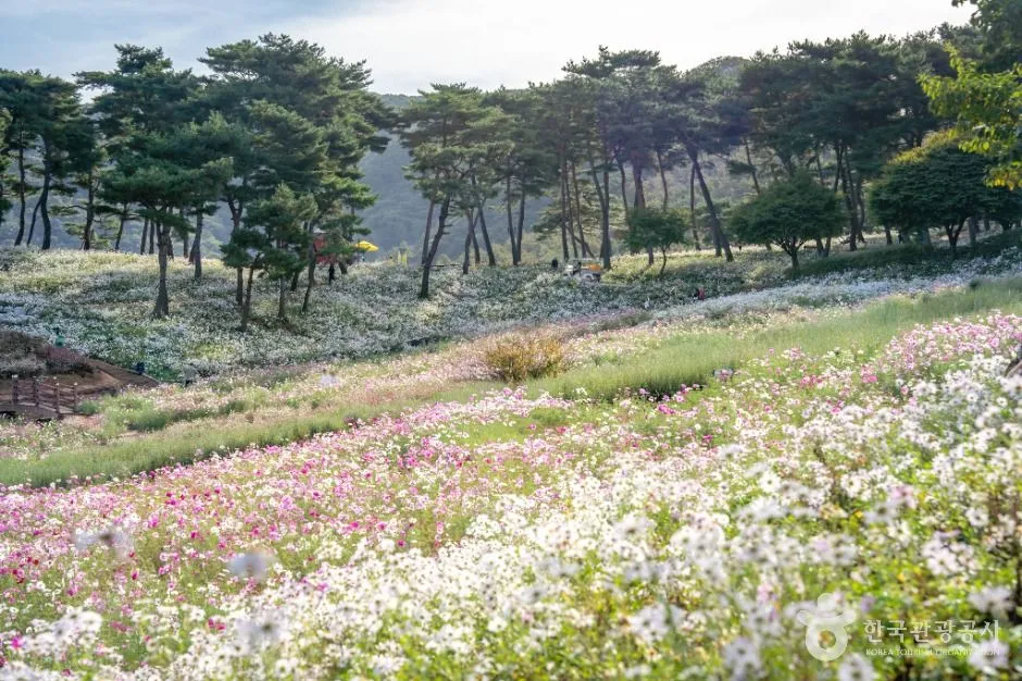 소나무가 늘어선 언덕 아래로 흰빛과 분홍빛 꽃이 넓게 펼쳐진 정원