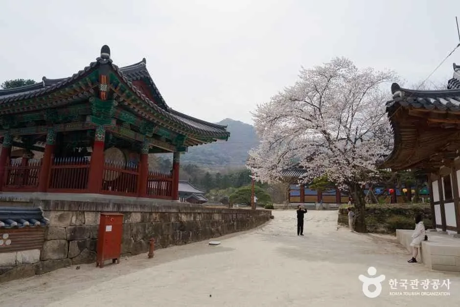 붉은 기둥의 누각과 꽃이 핀 나무 옆으로 전각이 보이는 경내