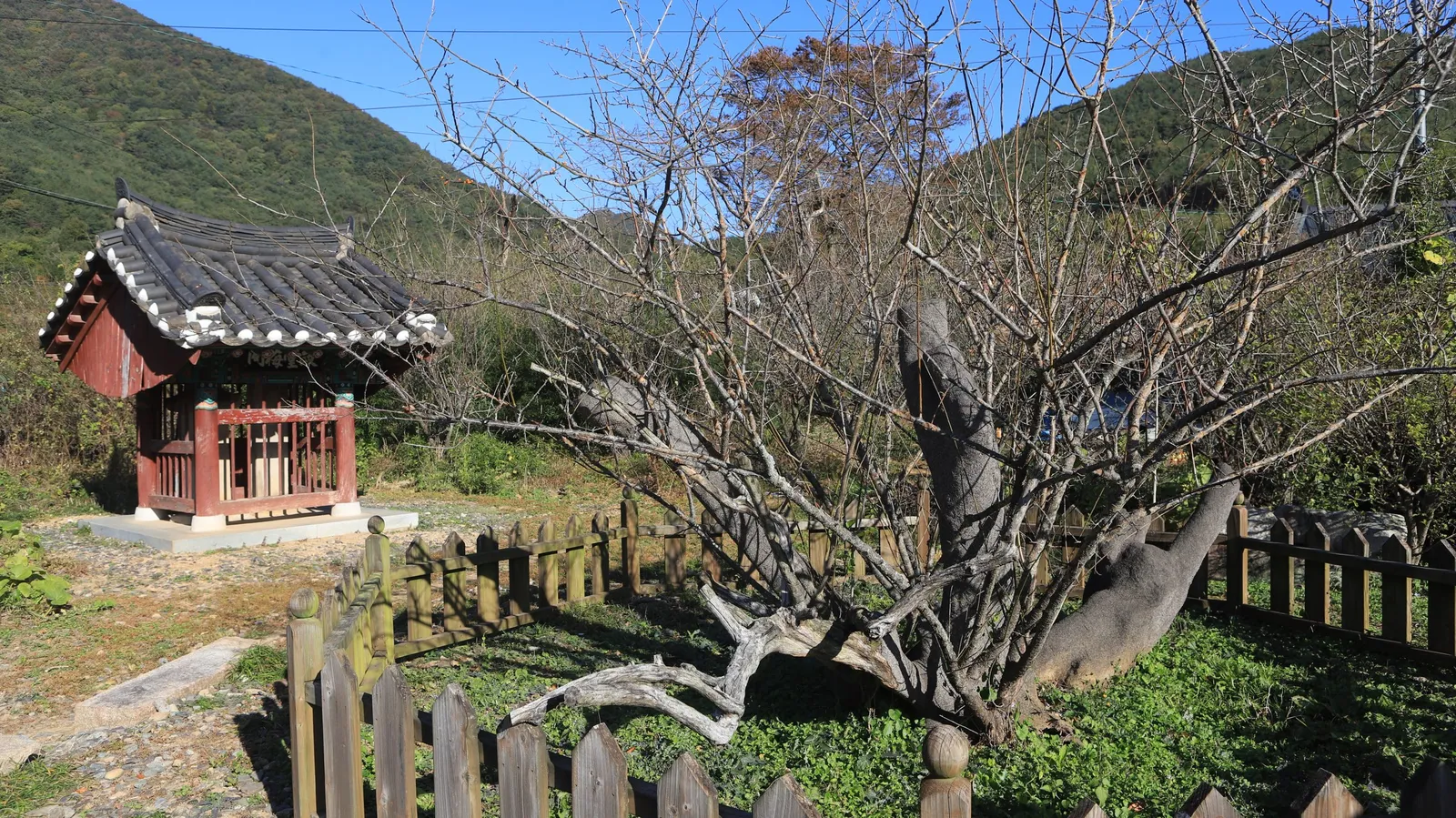 단속사지 옆 정당매 고목과 작은 기와 정자, 뒤로 산청 야산이 보인다