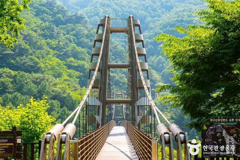 숲이 우거진 협곡 위에 걸린 좌구산 명상구름다리