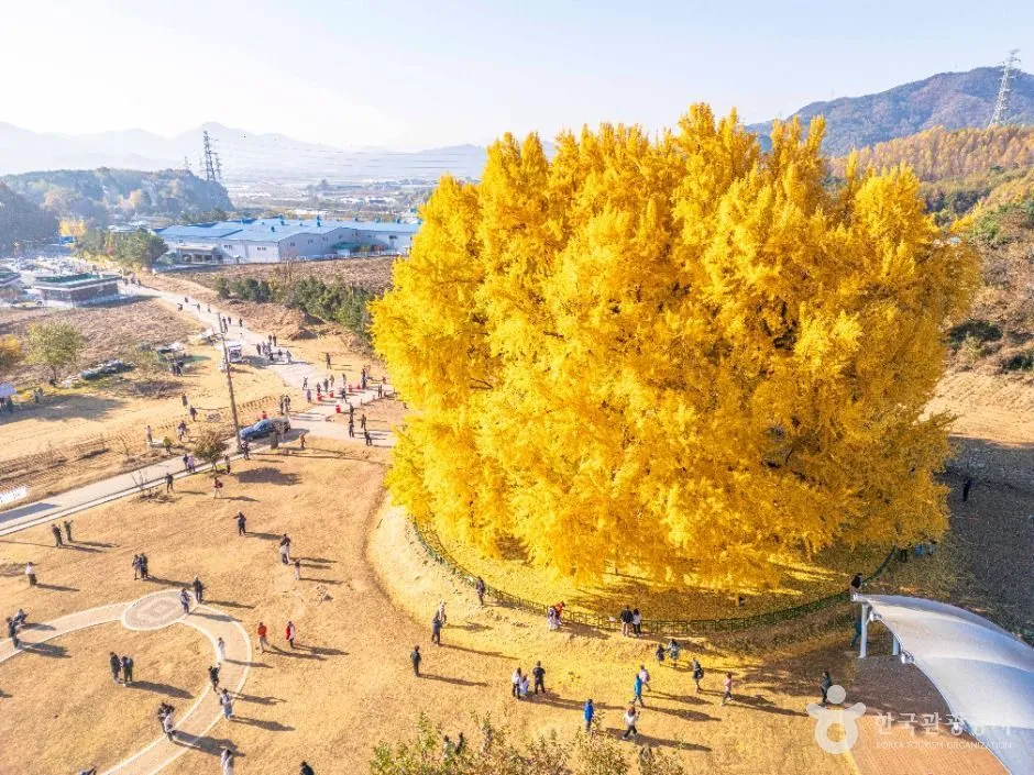 노란 은행나무 아래 산책로와 광장에 많은 방문객이 걸어 다니는 모습을 멀리서 본 풍경