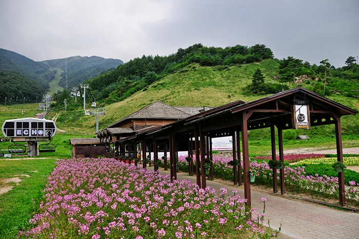 야생화가 핀 무주덕유산리조트 곤돌라 정류장 주변