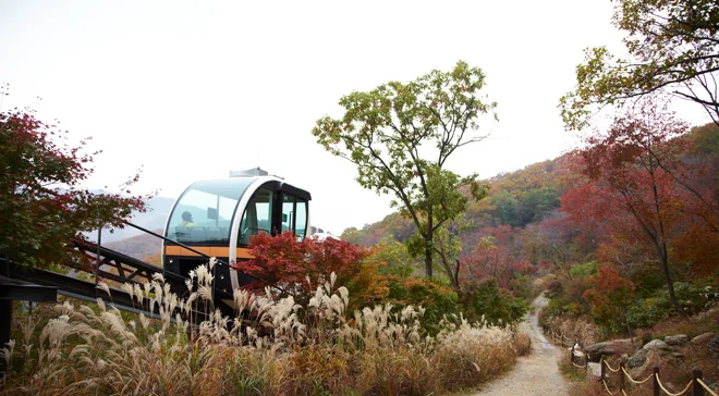 억새와 단풍 사이를 지나는 화담숲 모노레일