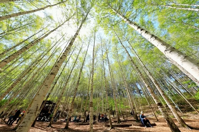 "주차비 5천 원인데 상품권으로 5천 원 돌려받습니다"… 인제 자작나무숲, 진짜 비용은 임도 3.2km