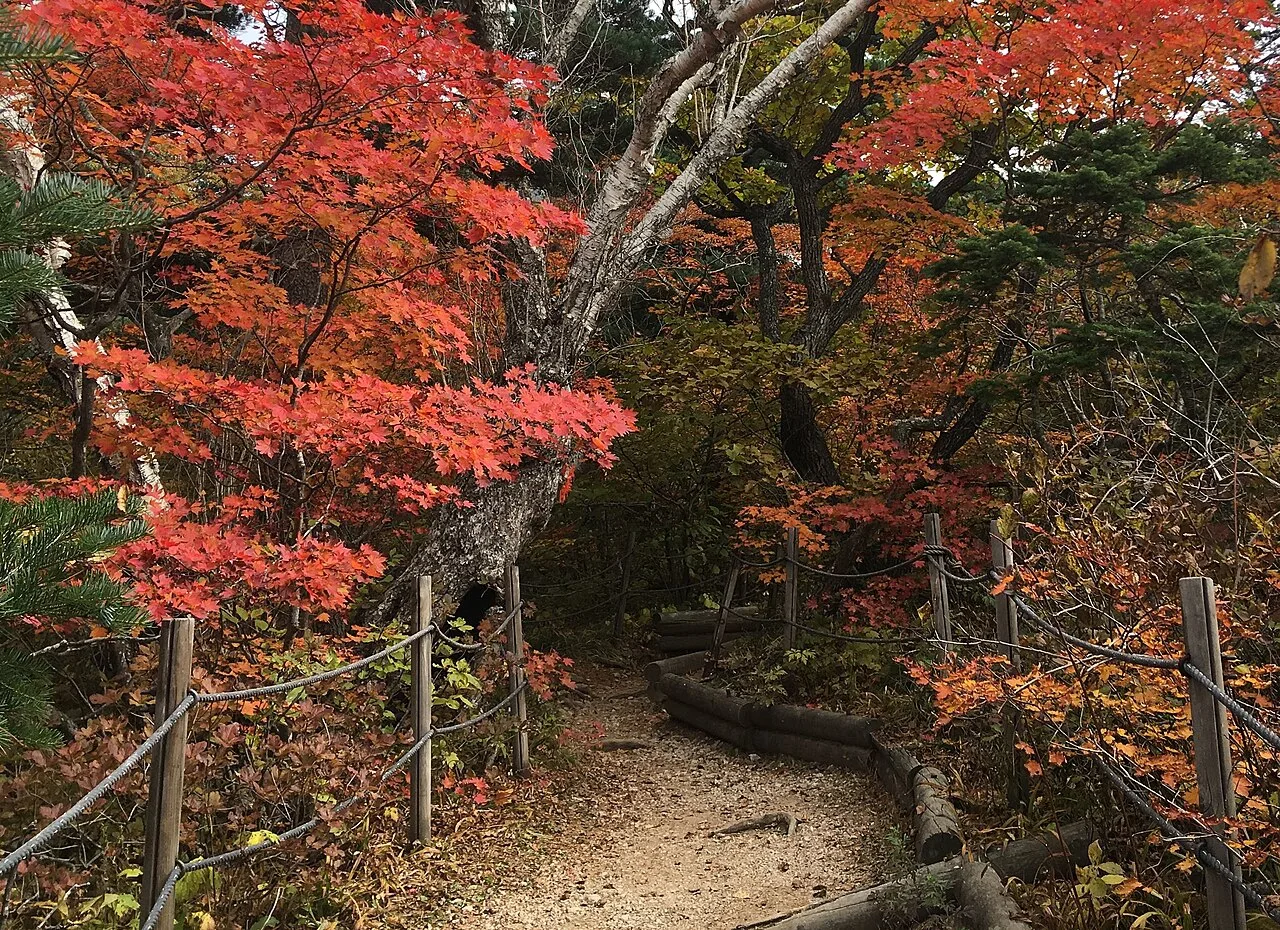 설악산 단풍 산책로, 붉게 물든 단풍나무 사이로 이어지는 오솔길