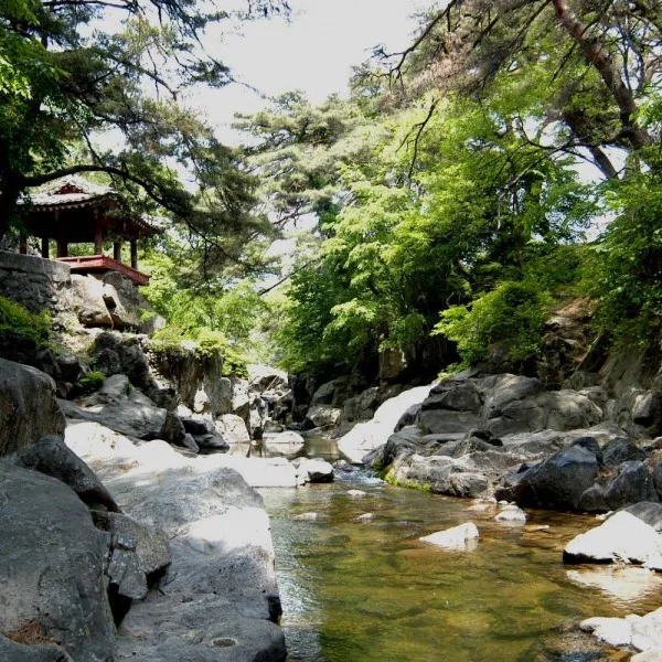 소수서원 소나무숲 산책로를 걷는 방문객들