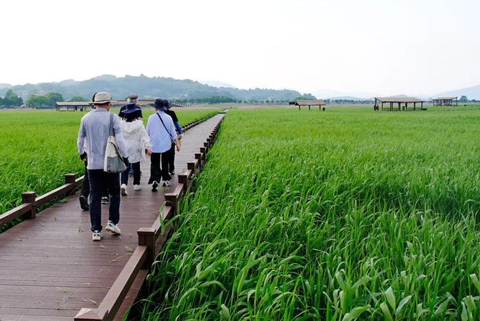 "용산전망대가 막히면 30분을 걸어야 합니다"… 순천만 갈대축제, 절정기의 함정