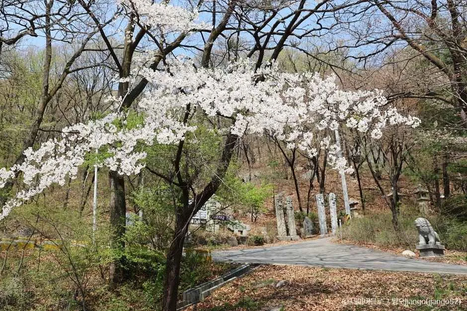 이른 봄 벚꽃이 핀 남한산성 행궁 인근 진입로, 좌우로 석물이 늘어서 있다