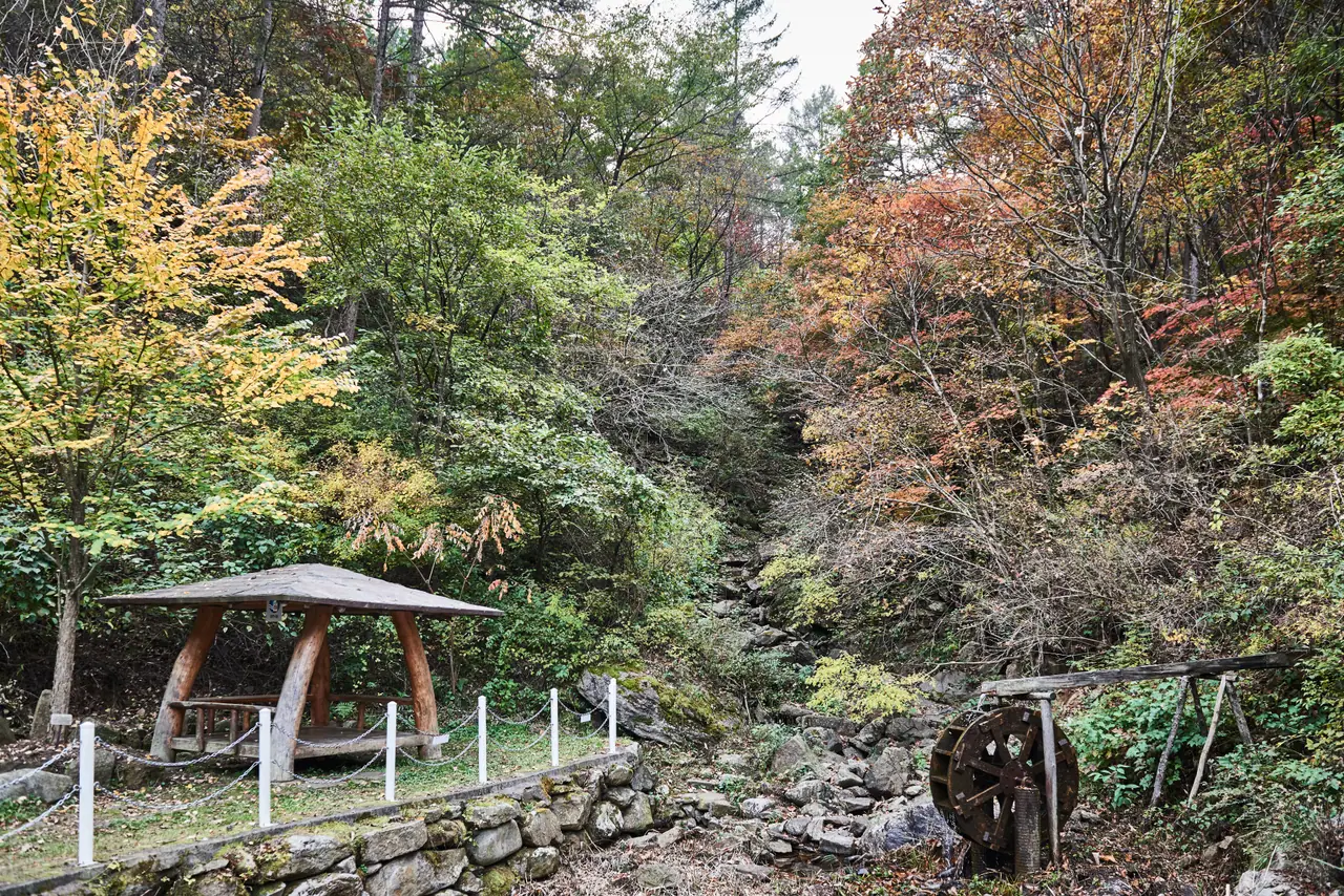 원주 국립백운산자연휴양림 계곡 단풍