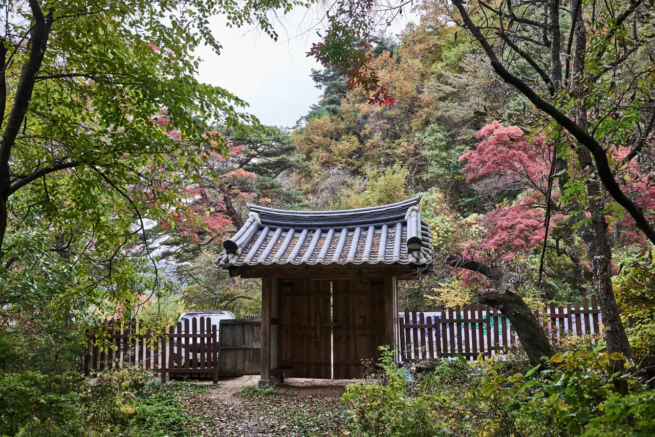 원주 성황림 단풍