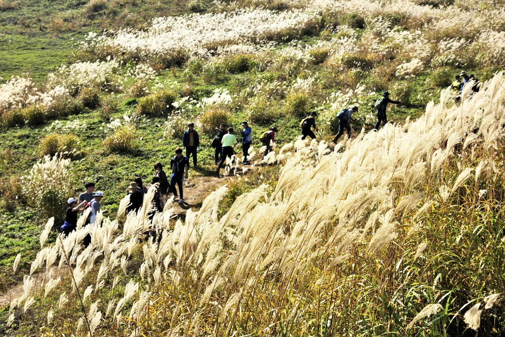 하산로에서 내려다본 억새 비탈, 능선 전체가 은빛으로 물들어 있다