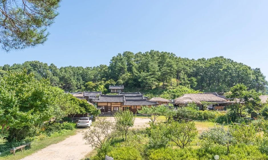 소나무 숲을 배경으로 기와집과 초가가 모인 무섬마을 입구와 흙길