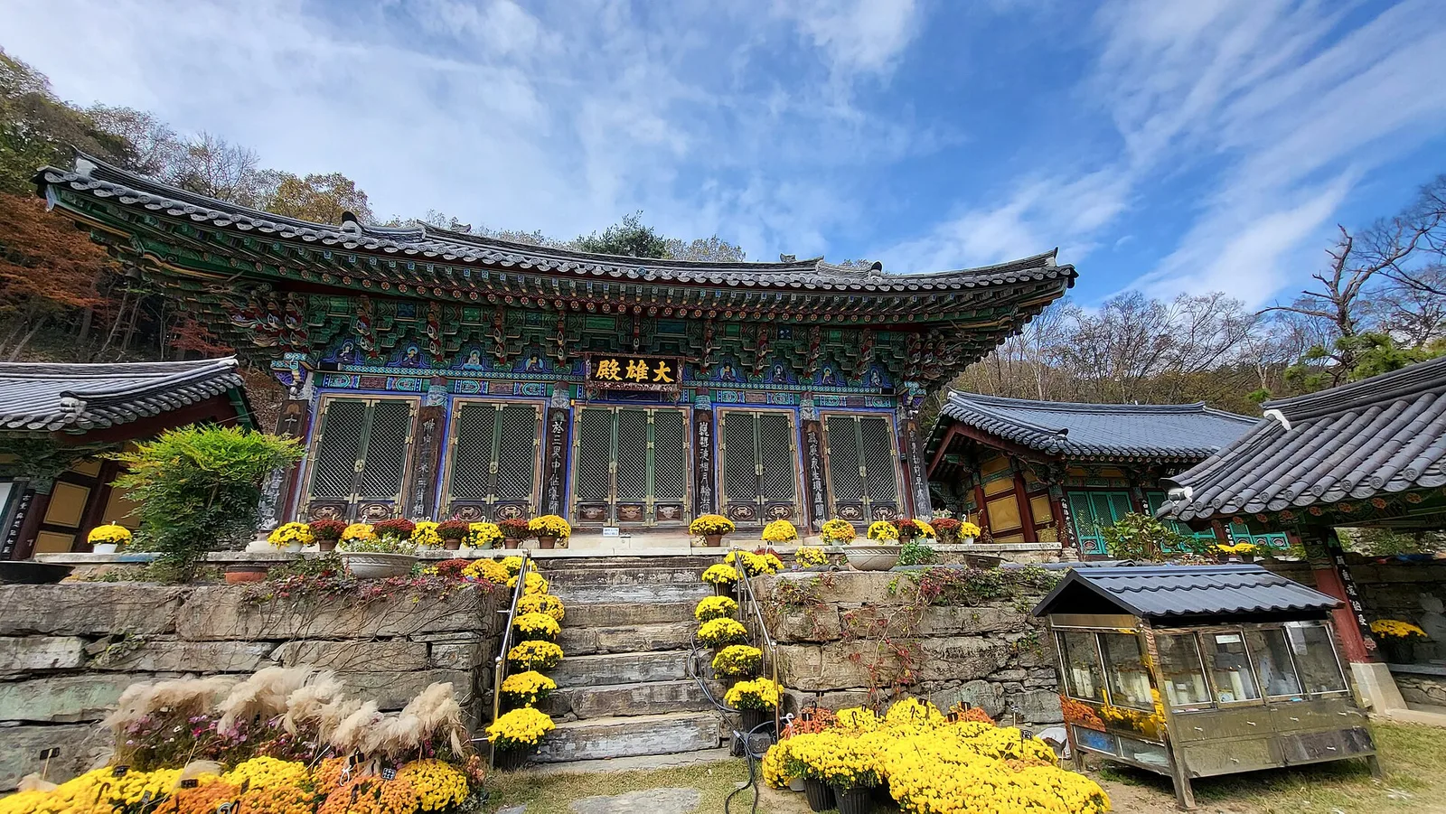 무등산 원효사 대웅전, 화려한 단청의 전각 계단에 노란 국화 화분이 줄지어 놓여 있다