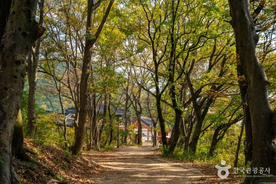 낙엽이 깔린 흙길 양옆으로 큰 나무가 늘어선 숲길