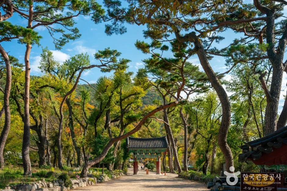 소나무가 양옆으로 늘어선 길 끝에 붉은 문이 보이는 사찰 진입로