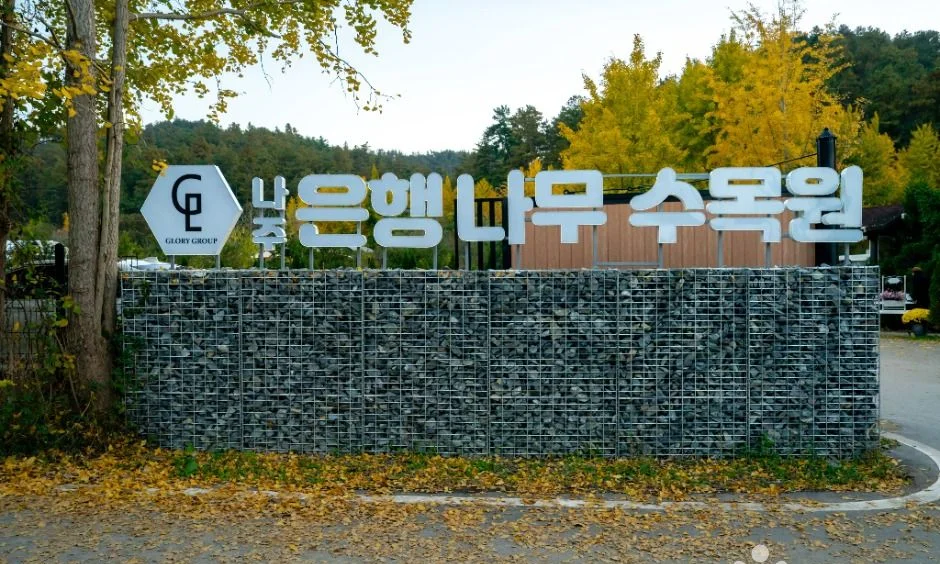 은행잎이 깔린 땅 위에 선 나주 은행나무 수목원 표지석