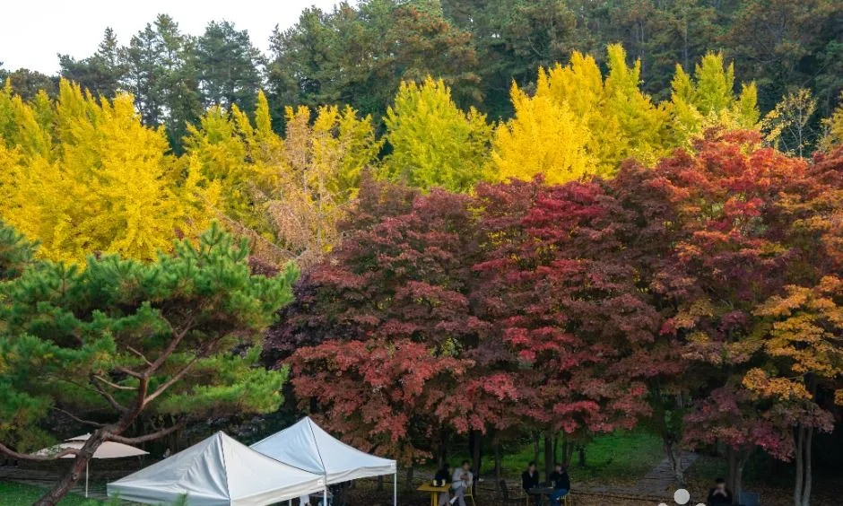 붉은 단풍나무와 노란 은행나무가 어우러진 숲