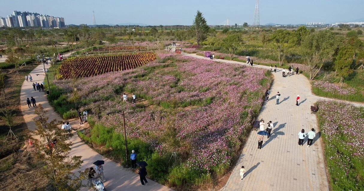 영산강정원 코스모스 화단 사이 산책로를 걷는 방문객들, 뒤로 도시 스카이라인이 보인다
