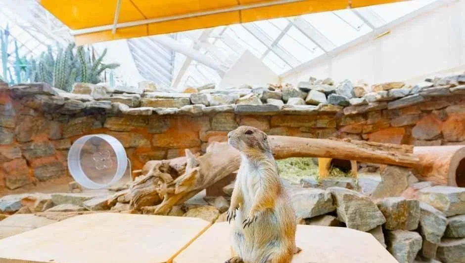 돌과 통나무로 꾸민 전시장에 서 있는 프레리독