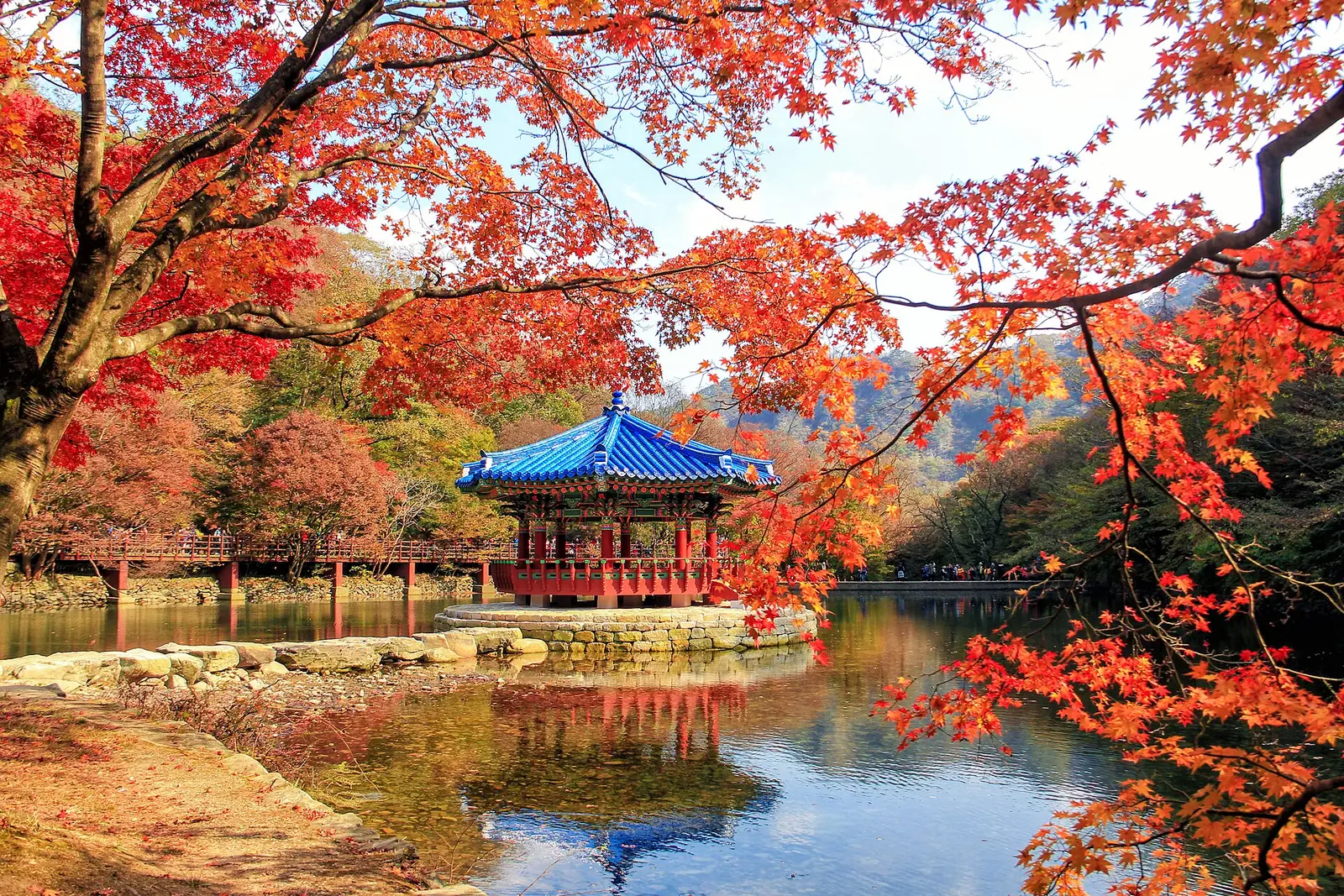 연못 위 청기와 정자 주변이 붉은 단풍으로 물든 내장산 우화정 일대