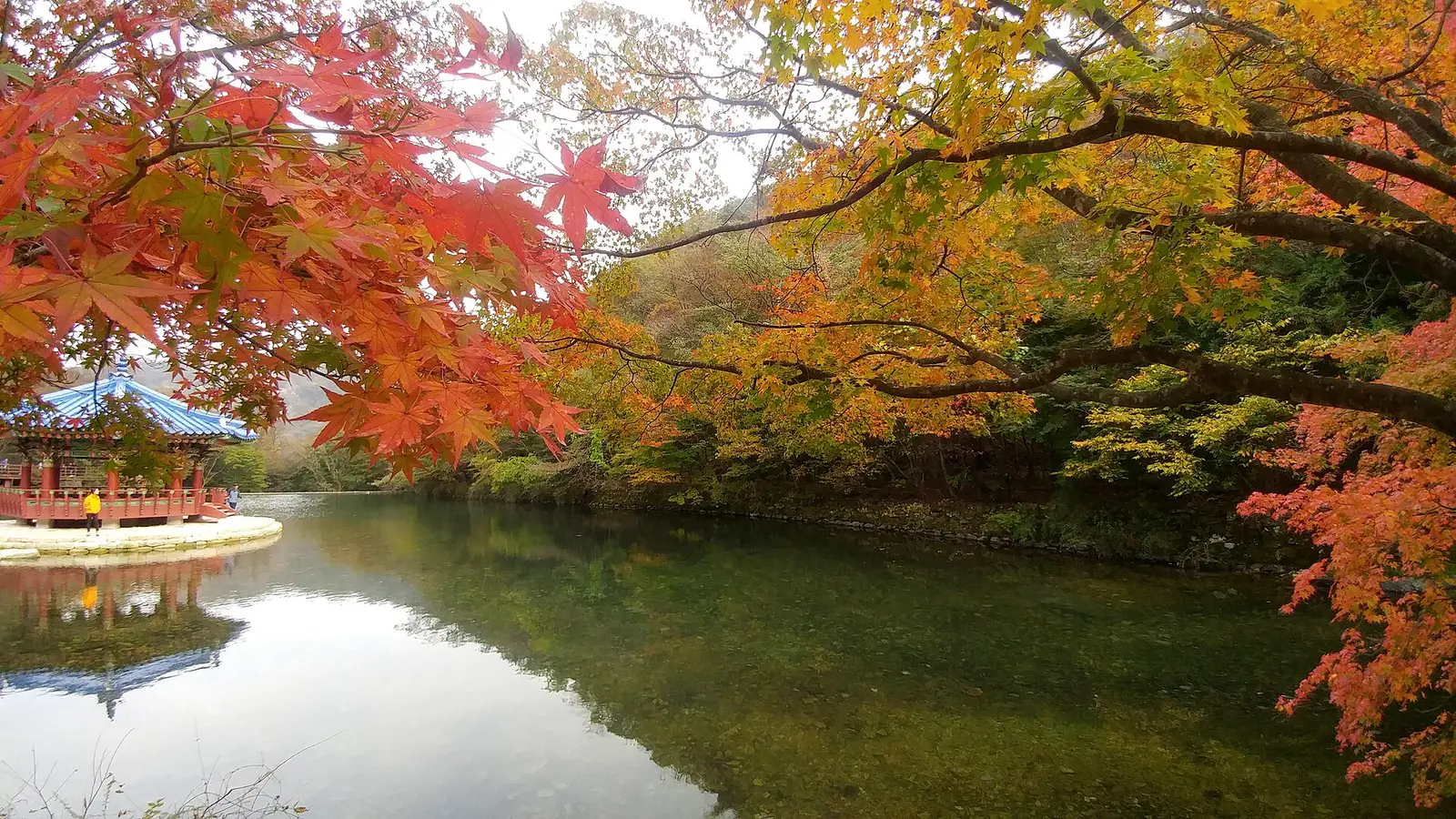붉은 단풍 가지 아래 연못 건너편은 아직 초록이 많은 내장산