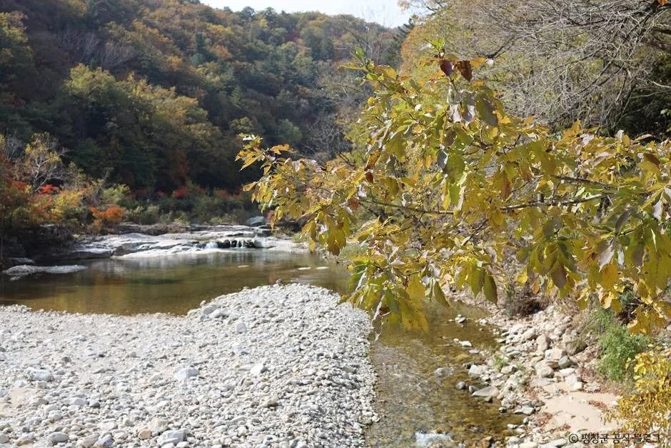 계곡 옆 숲길에 노란 단풍이 들고 자갈 하천이 보이는 모습