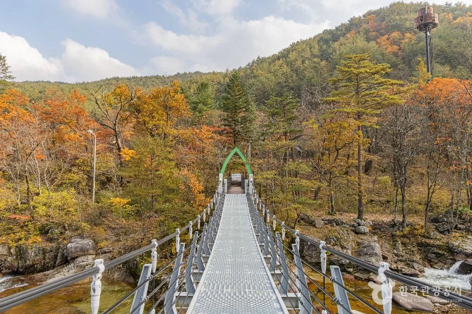주황빛 단풍 숲 위로 놓인 계곡 위 출렁다리