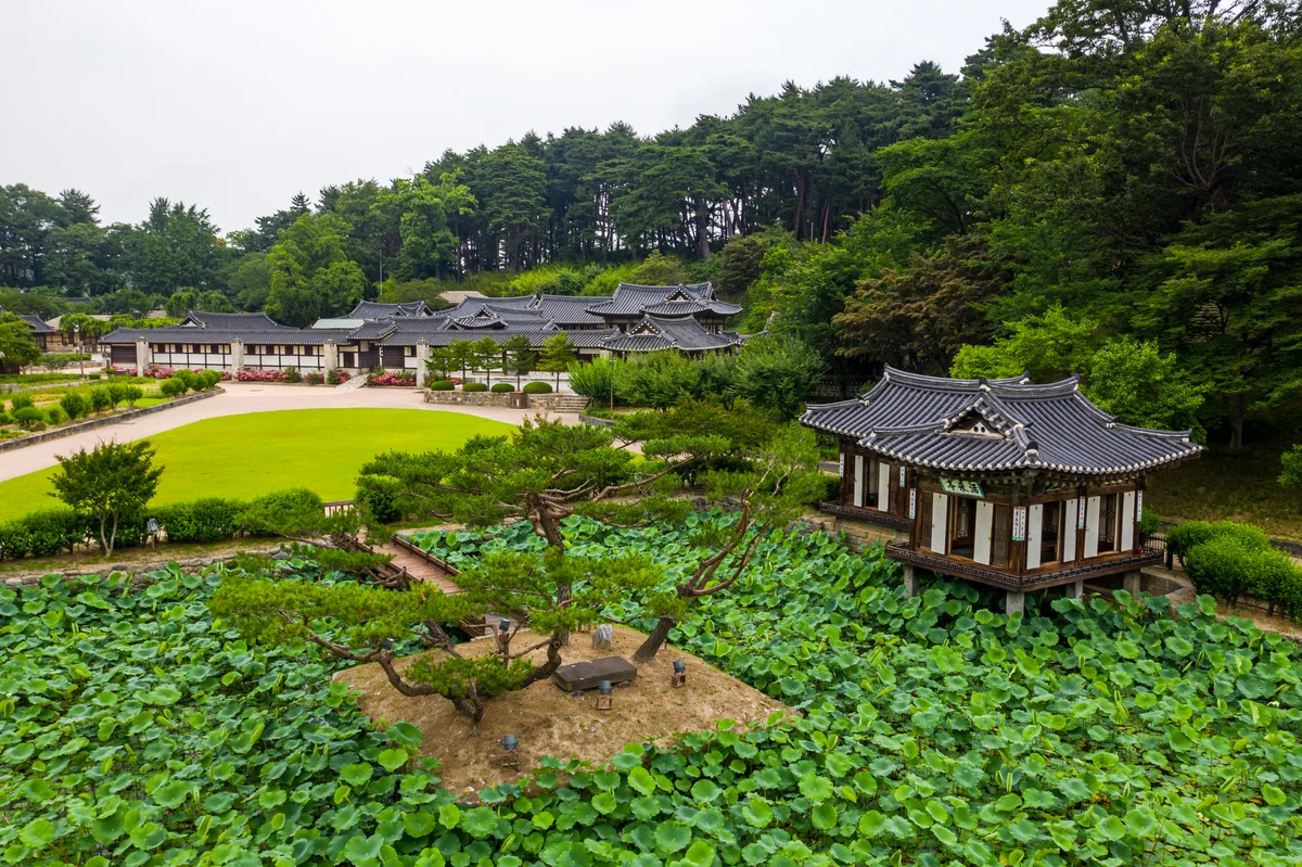 연잎이 가득한 연못 위에 서 있는 활래정과 뒤쪽 소나무 숲