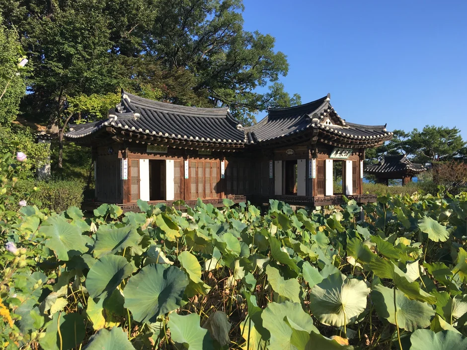연잎이 가득한 연못 너머로 보이는 활래정의 기와지붕