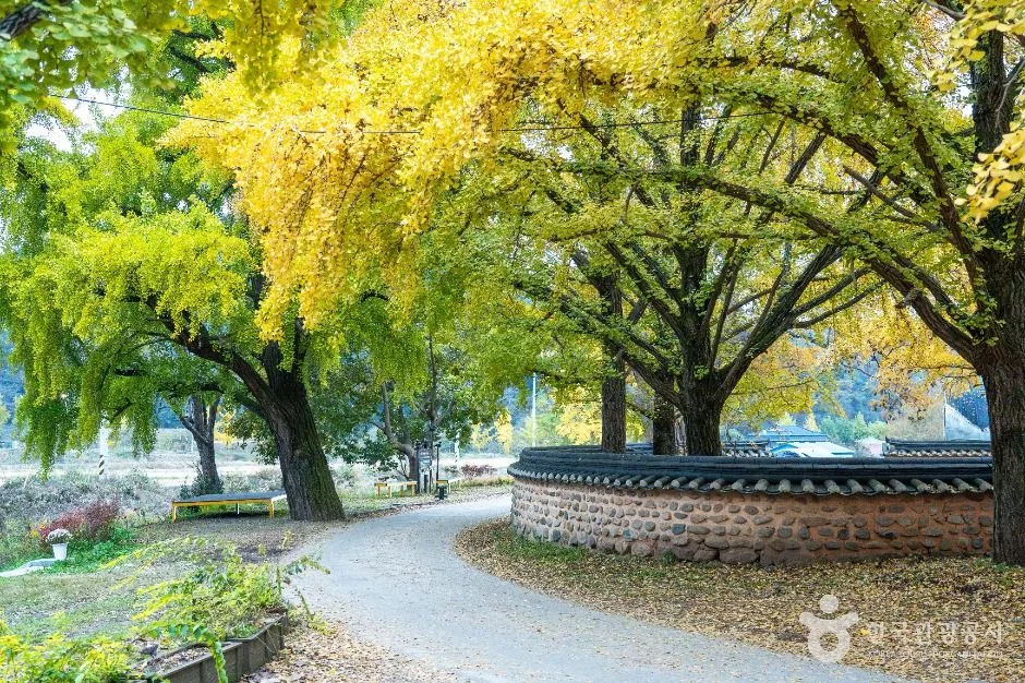 노란 은행나무 사이로 돌담과 마을길이 이어지는 청라 은행마을 풍경