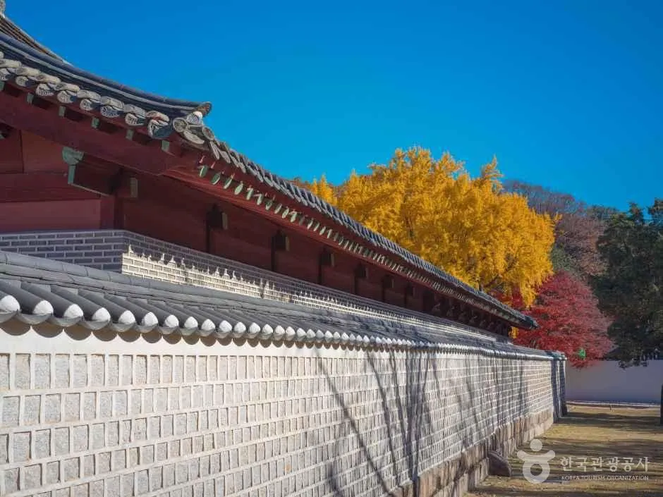 돌담 너머로 붉은 기둥의 긴 전통 건물이 보이고 담 옆에 노랗게 물든 나무가 서 있는 종묘 풍경