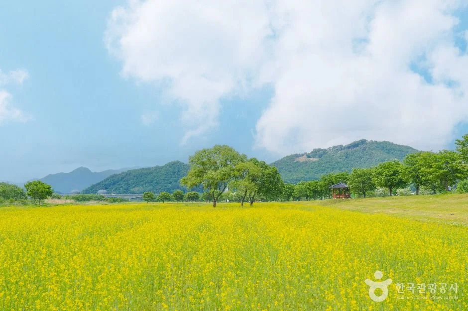 유채꽃이 핀 남한강변 당남리섬 들판
