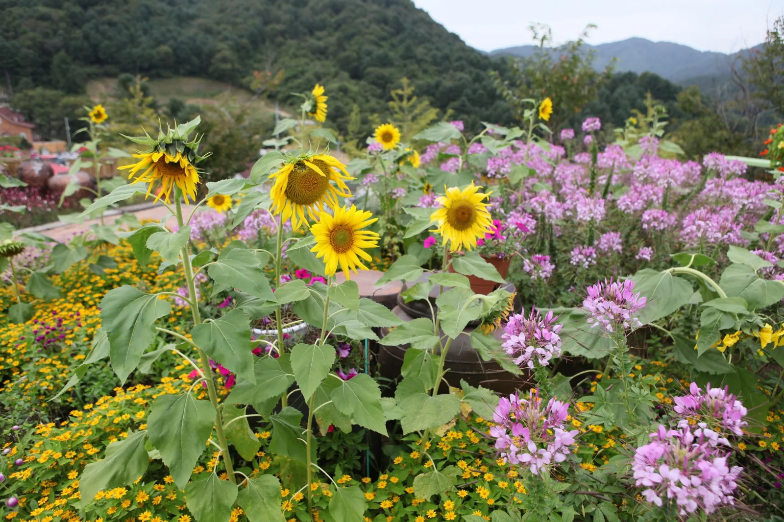 포천 허브아일랜드의 해바라기와 각종 꽃이 만개한 야외 화단, 뒤로 산과 건물이 보이는 실제 정원 전경