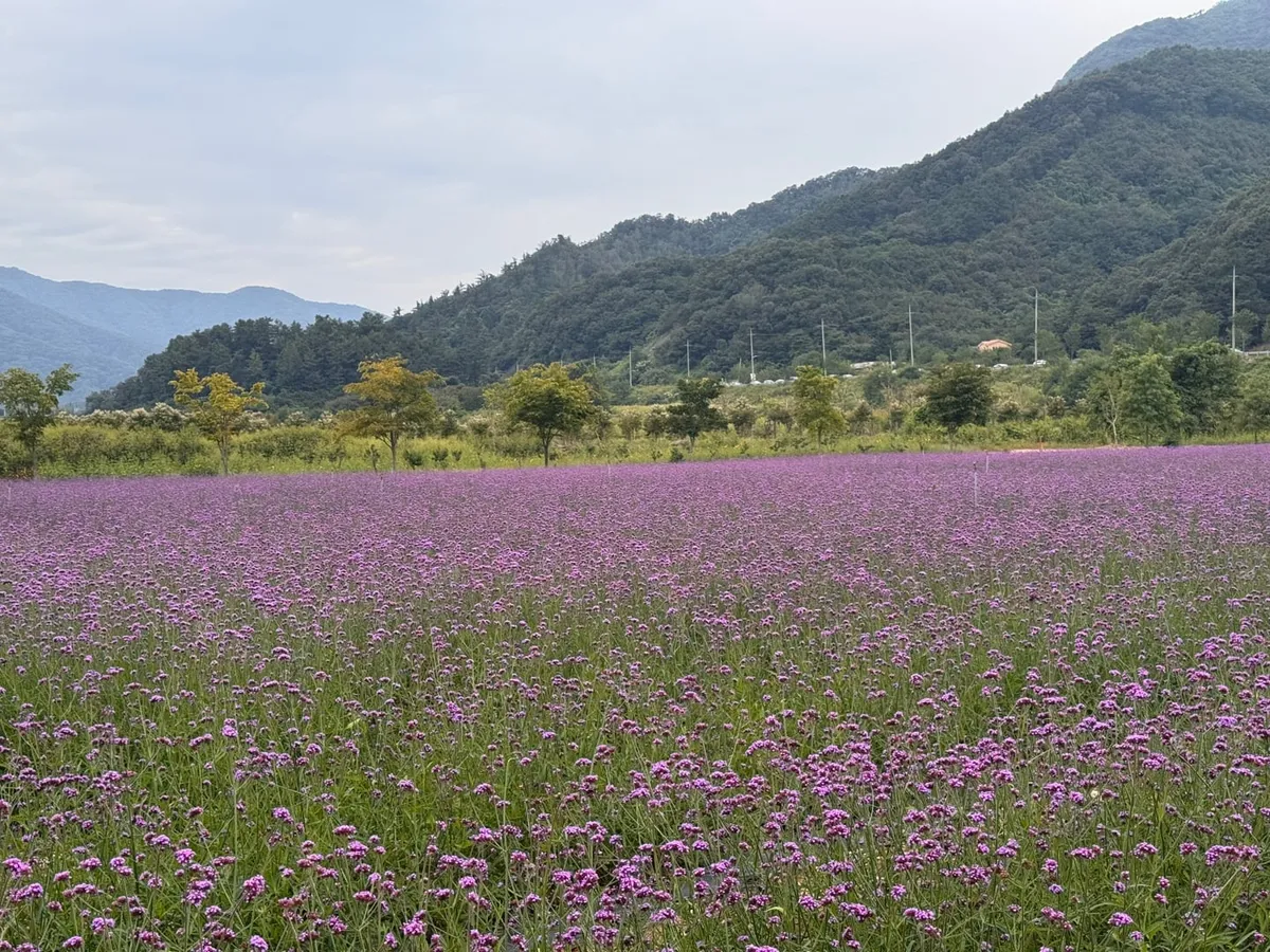 푸른 하늘 아래 산자락을 배경으로 보랏빛 꽃이 넓게 핀 가든페스타의 꽃밭
