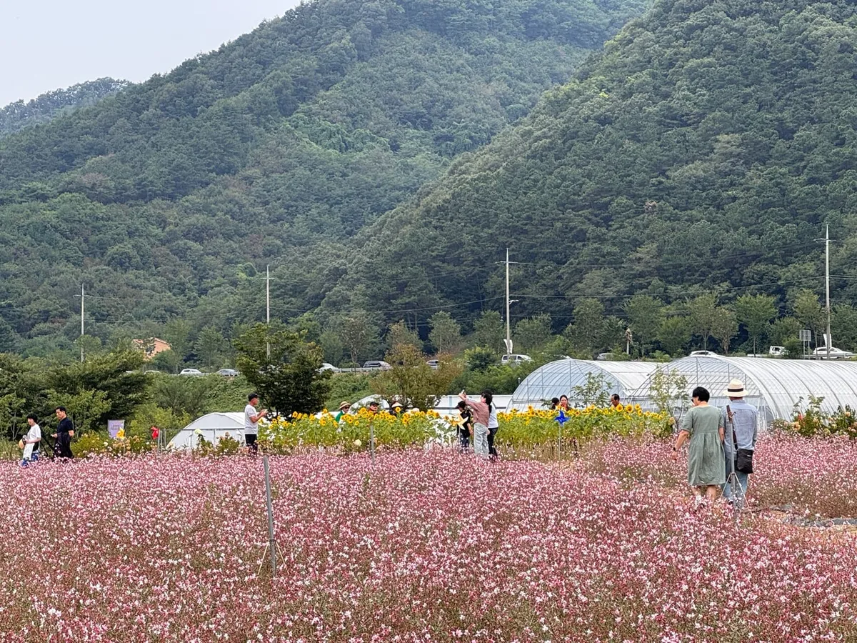 분홍빛 꽃이 넓게 핀 꽃밭에서 사람들이 꽃을 구경하고 뒤로 산과 하얀 시설물이 보이는 모습