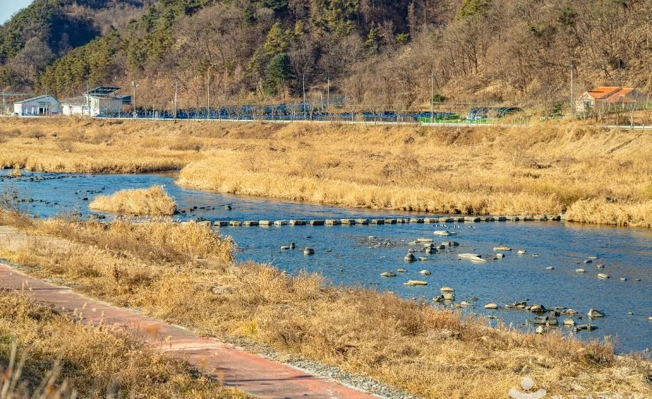 섬강 물줄기와 징검다리, 갈대밭