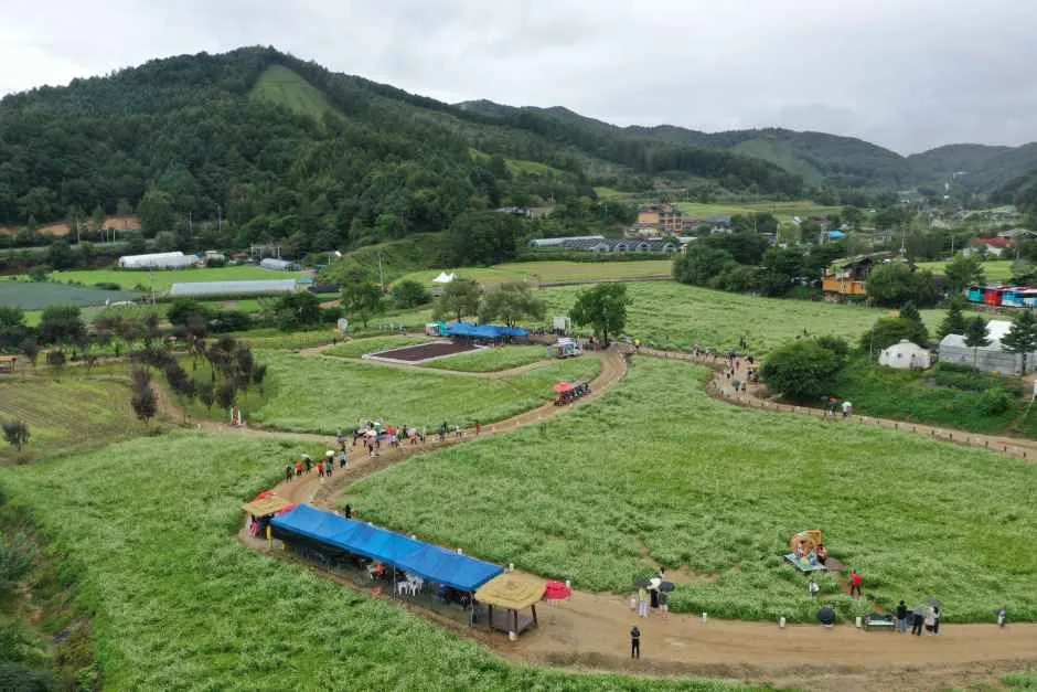 드론으로 내려다본 효석문화마을 축제장 전경, 초록 들판과 천막이 늘어선 모습