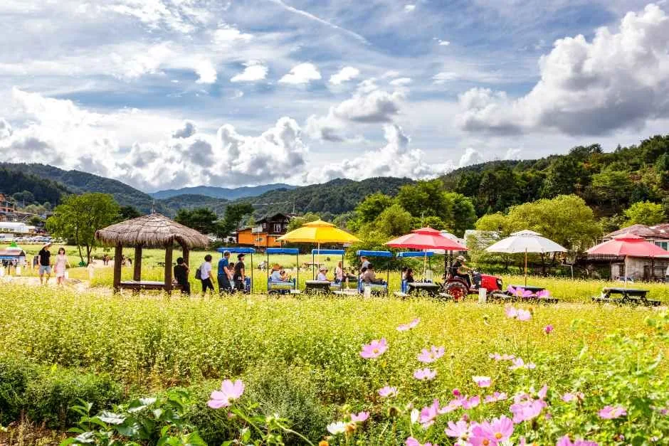 봉평 메밀꽃밭 사이에 마련된 알록달록한 장터 부스와 방문객들