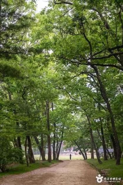 큰 나무가 양옆으로 늘어선 그늘진 흙길이 곧게 이어지는 모습