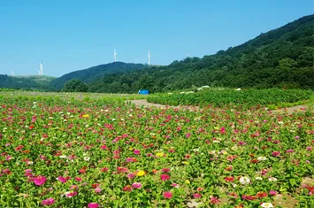 삼양라운드힐 무지개 꽃밭 사이 산책로, 뒤로 초원 능선과 풍력발전기가 보이는 풍경