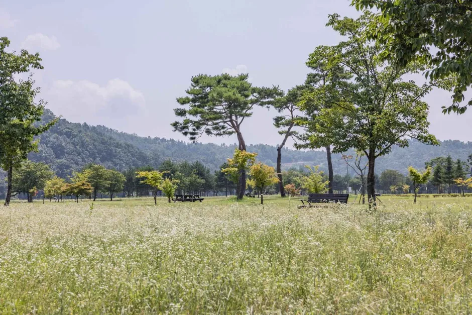 경천섬 공원 풀밭과 소나무