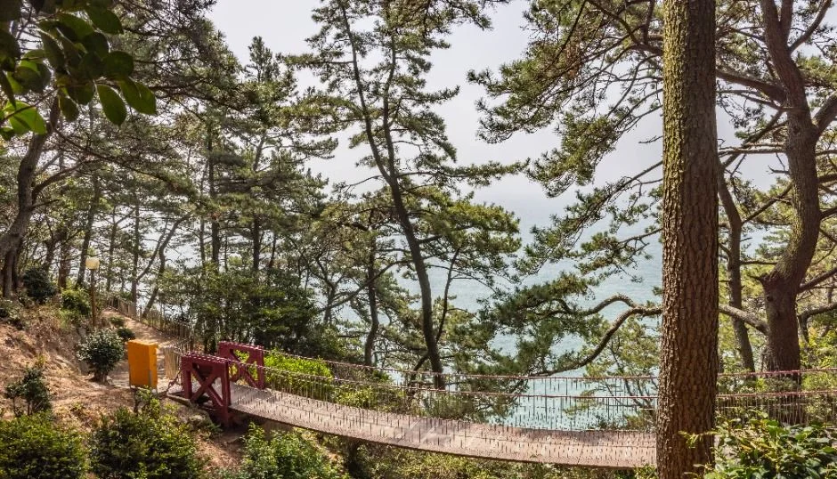 소나무 사이로 바다가 보이는 암남공원 산책로와 다리