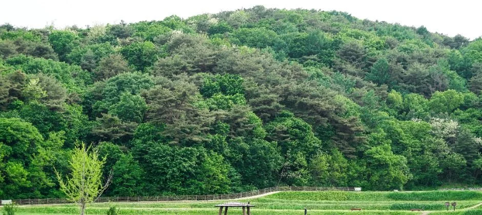 상당산성 안쪽 푸른 초지와 산자락
